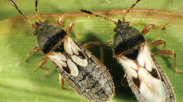 Bug Banes of Bermudagrass