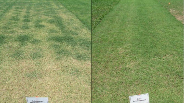 Celebration and TifTuf (experimental name DT-1) bermudagrasses mowed at 1.5” after sustained droughty conditions in the Linear Gradient Irrigation System (LGIS) evaluation during 2011 at the West Florida Research and Education Center (WFREC) in Jay, FL. Field trial planted from sod during 2010.