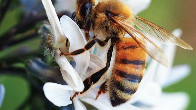 A Place for Pollinators