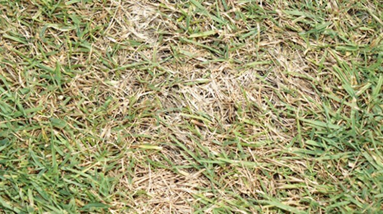 pinpoint fungicide