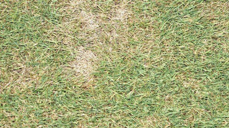 turfgrass heat