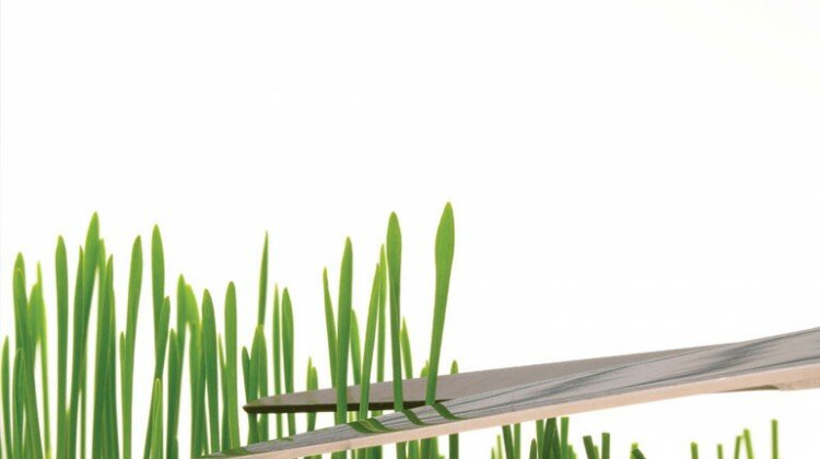 ultradwarf bermudagrass