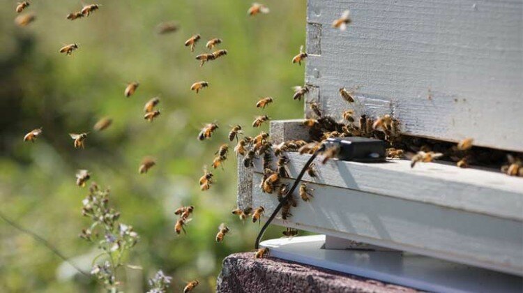 pollinator health