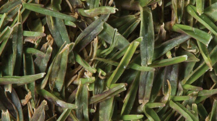summer turfgrass diseases