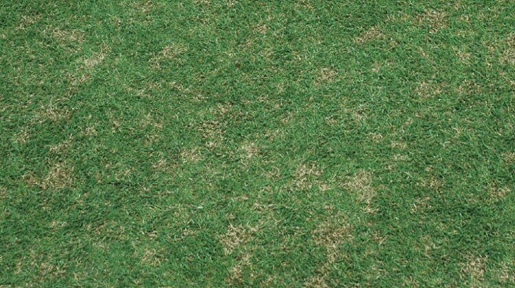 dollar spot golf course